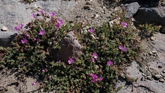 Epilobium obcordatum
