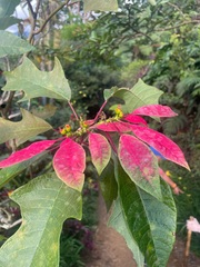 Euphorbia pulcherrima