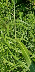 Sorghum halepense