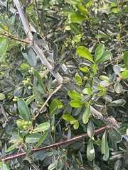 Pyracantha angustifolia