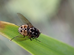 Graphomya maculata
