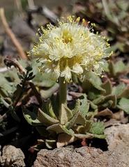 Eriogonum ovalifolium