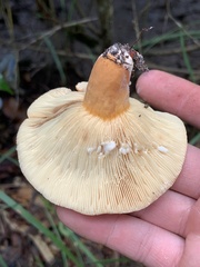 Lactifluus hygrophoroides
