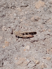 Aiolopus strepens