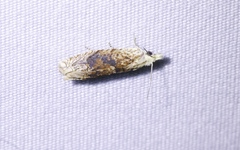 Eucosma ochrocephala