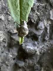 Pseudocneorhinus bifasciatus