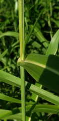 Sorghum halepense