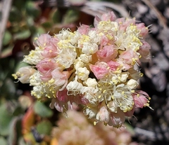 Eriogonum ovalifolium