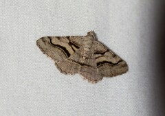 Digrammia continuata