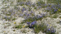 Gentianopsis thermalis