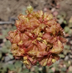 Eriogonum ovalifolium