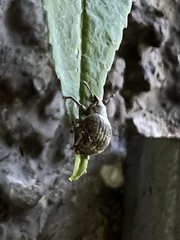 Pseudocneorhinus bifasciatus