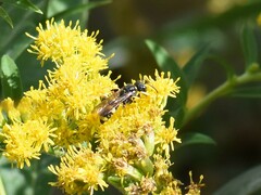 Cerceris rybyensis