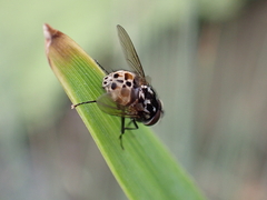 Graphomya maculata