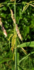 Sorghum halepense