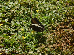 Siproeta epaphus trayja