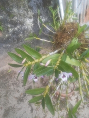 Dendrobium nobile