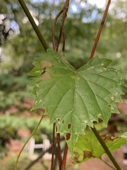 Vitis rotundifolia