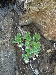 Potentilla villosa
