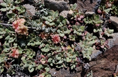 Eriogonum ovalifolium