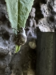 Pseudocneorhinus bifasciatus