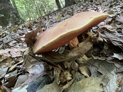Baorangia bicolor