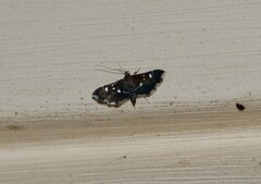 Diathrausta reconditalis