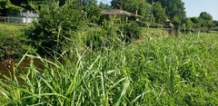 Sorghum halepense
