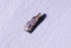 Eulogia ochrifrontella