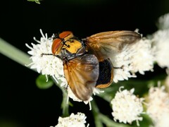 Phasia aurigera