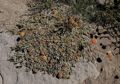 Eriogonum ovalifolium