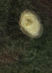 Hemiberlesia rapax