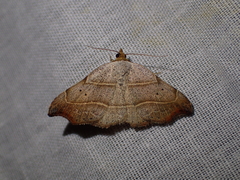 Laspeyria flexula