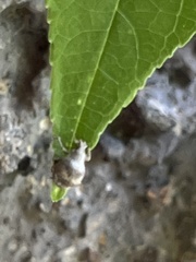 Pseudocneorhinus bifasciatus