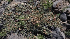 Eriogonum ovalifolium