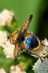 Phasia aurigera