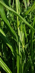Sorghum halepense