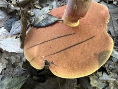 Baorangia bicolor