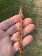 Sorghastrum