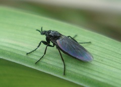 Dilophus febrilis
