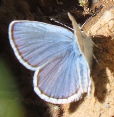 Plebejus anna