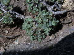 Erigeron salishii