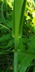 Sorghum halepense