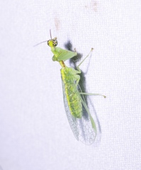 Zeugomantispa minuta