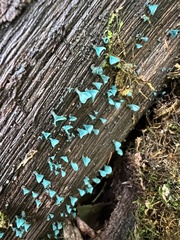 Chlorociboria aeruginascens
