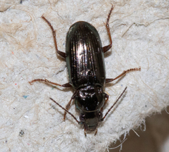Pogonus