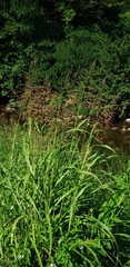 Sorghum halepense