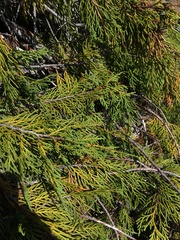 Cupressus nootkatensis