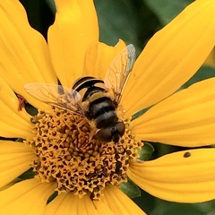 Eristalis transversa