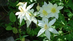Aquilegia